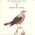 Guide sonore des oiseaux d'Europe -  2 - Merles et grives