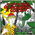 Il n'y a plus de crocodiles  Cocody